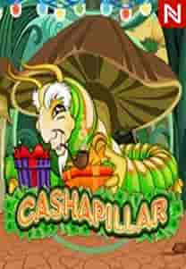 Cashapillar